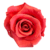 A red rose with green background