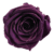 A purple rose is shown on the green background.