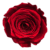 A red rose is shown in this image.