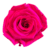 A pink rose is shown on the green background.