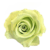 A green rose with a yellow center.