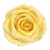 A yellow rose is shown on the green background.