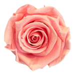 A pink rose is shown on the green background.