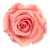 A pink rose is shown on the green background.