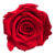 A red rose is shown on green background.