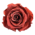 A red rose is shown on a green background.