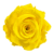 A yellow rose is shown on the green background.